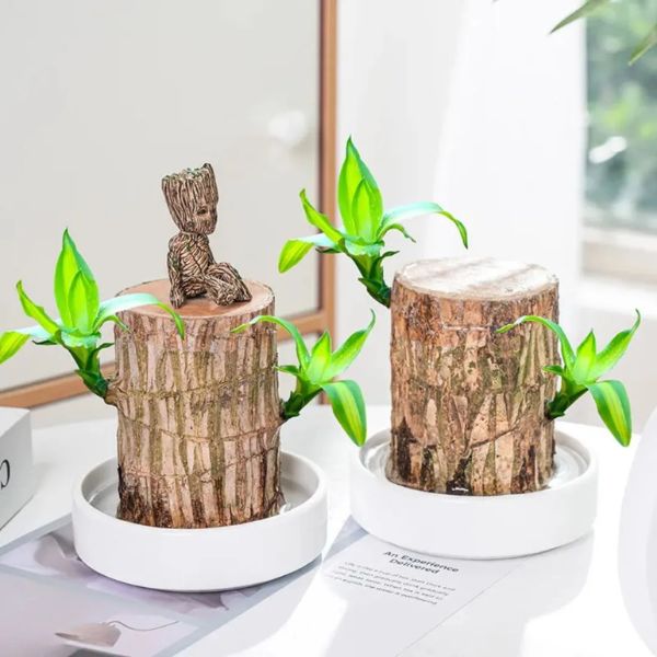 Lucky™ Planta Brasileña Para la Buena Suerte 🎋