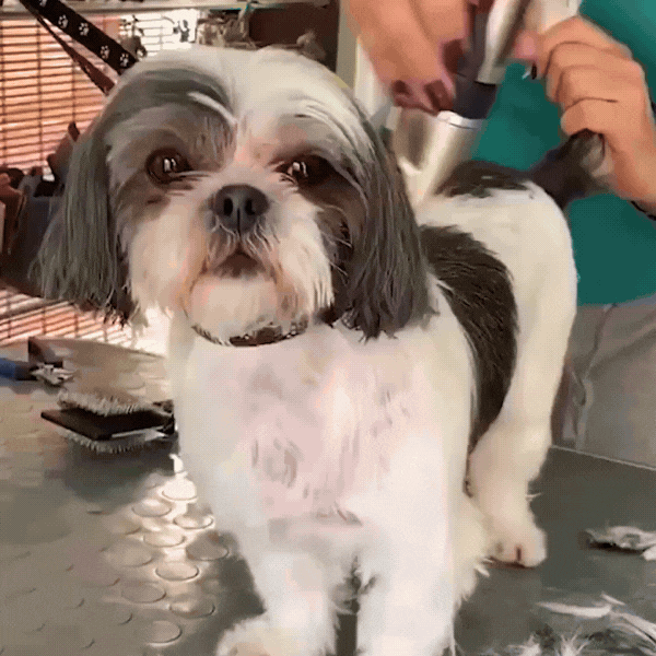 GroomingPet™ Kit de Peluquería Para Mascotas ✂️🐕